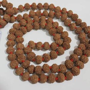 100 % Original & Natural Six Face/6 Mukhi Nepal