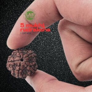 Gauri Shankar Rudraksha Original God Shiv Parvati