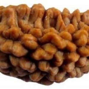 4 Mukhi Nepali Original Char Mukhi