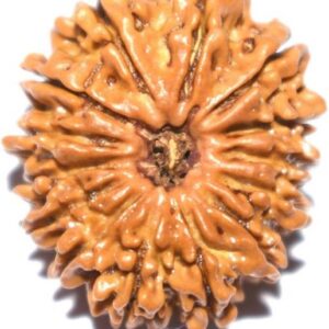 9 Mukhi Rudraksha Pendant Beads Wood Locket