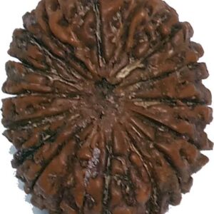 5 Mukhi Rudraksha Combo Crystal