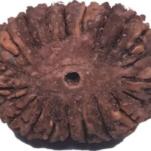 5 Mukhi Rudraksha Original Nepali 16-20mm Lab Certified