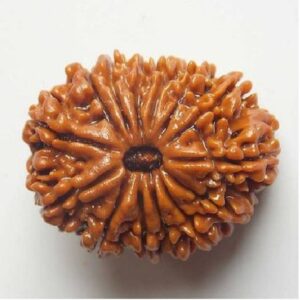 7 Mukhi Rudraksha With Capped with Silver Capping
