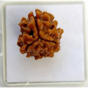 5 Mukhi Rudraksha Original Nepali 16-20mm Lab Certified