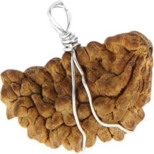 Ek Mukhi Original IGL Certified Rudraksha