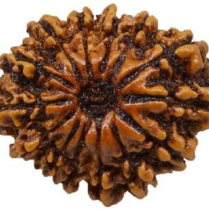 7 Mukhi Rudraksha With Capped with Silver Capping & Han