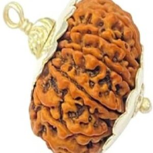 7 Mukhi Rudraksha Original Natural Siddha Seven Face