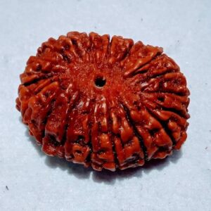 Original Certified 7 Mukhi Rudraksha Pendant