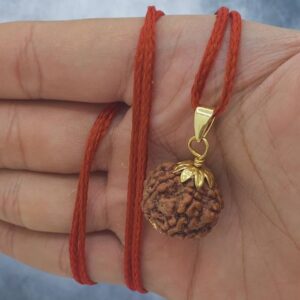 Natural 5 Mukhi Rudraksha Lab Tested