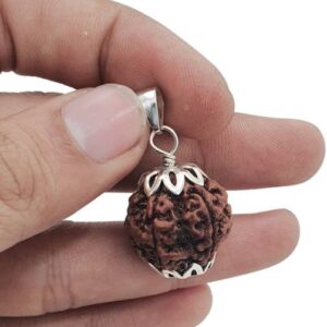 Certified 2 Mukhi Rudraksha (Indian) for pendant, 100%