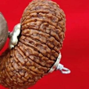 7 Mukhi Rudraksha With Capped with Silver Capping