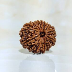 13 Mukhi Lab Certified Nepali Rudraksha