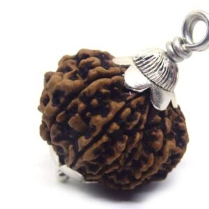 7 Mukhi Original Certified Seven Face Natural