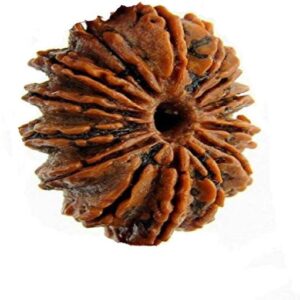 2 Mukhi Rudraksha Original Certified Nepali AAA+++ Qual