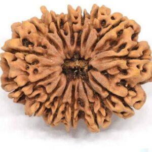 Authentic 5 Mukhi Rudraksha Meditation & Health Pendant