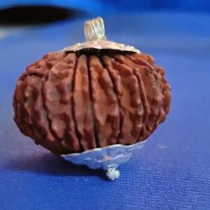 5 Mukhi Natural Lab Certified Original