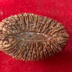 Nepali 5 Mukhi Certified Original Pendant Five Face