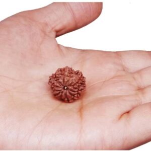5 Mukhi Rudraksha Pendant Lab Certified Nepali Rudraksh