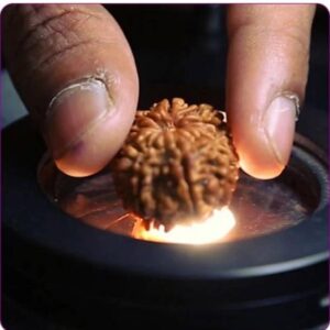 8 Mukhi Nepali Rudraksha Eight Faced Rudraksh Bead