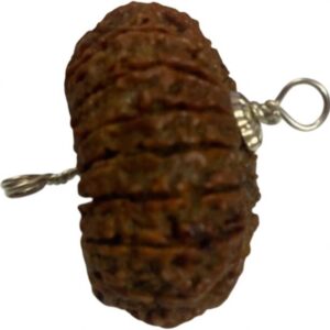 Original 5 Mukhi Nepali Rudraksha Natural five Face