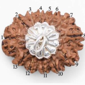 5 Mukhi Rudraksha Pendant Lab Certified Nepali