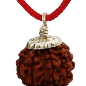 Nepali 4 Mukhi Natural Siddha Rudraksha
