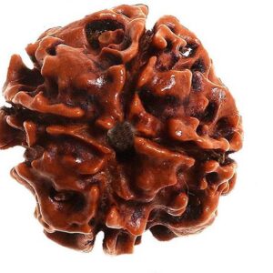 INDONESIAN 8 MUKHI ORIGINAL RUDRAKSHA FOR MEN AND