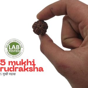 7 Mukhi Rudraksha With Capped with Silver Capping