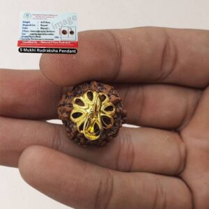 Original 7 Mukhi Nepali Rudraksha Bead for Wealth,