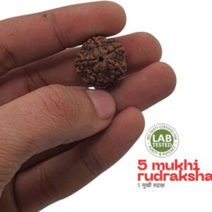 7 Mukhi Rudraksha With Capped with Silver Capping