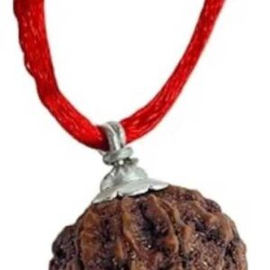 10 Mukhi | Ten Faced Rudraksha Mala (Indonesian Java