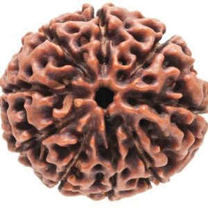 6 Mukhi Rudraksha Red Chandan Pendant