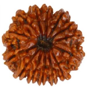 4 Mukhi Rudraksha Original Certified Lab Test & X-ray