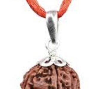 Certified Nepali 2 Mukhi Rudrksha with Certificate