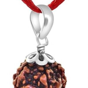 Locket 5 Mukhi / 5 Face Rudraksha Original Certified