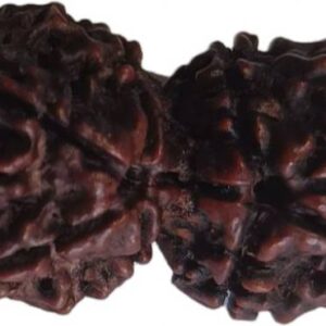 Ek/One/1 Mukhi Rudraksha with Blessings of Lord Shiva |