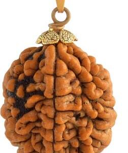 5 Mukhi Rudraksha Original Panch mukhi Rudraksha