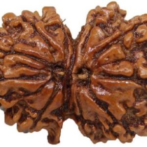 5 Mukhi Rudraksha Pendant Lab Certified Nepali Rudraksh