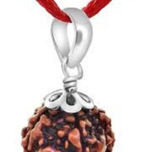 7 Mukhi Certified Original Pure Siddha Rudraksha