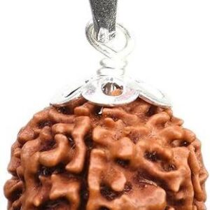 8 Mukhi/Eight Face Rudraksha with Certificate of