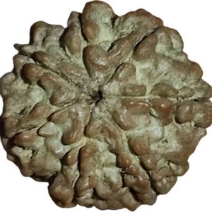 Original Silver Capped Karungali Malai in with 5 Mukhi