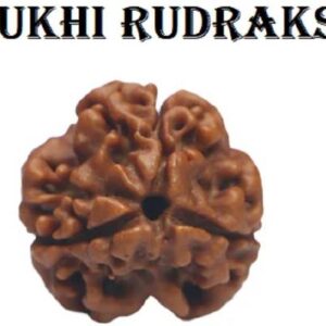 7 Mukhi Rudraksha Indonesia 17MM With Lab Certificate