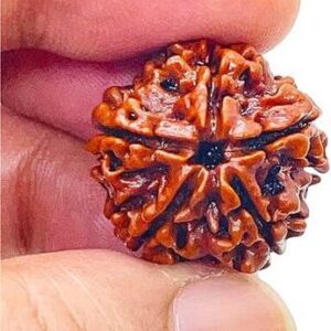 5 Mukhi Rudraksha Combo Crystal