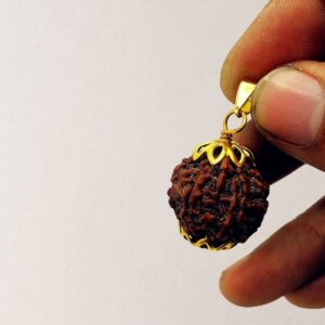 100 % Original & Natural Eleven Face / 11 Mukhi Rudraks