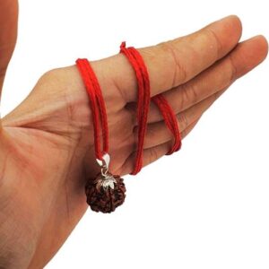 5 Mukhi Rudraksha Original Nepali 16-20mm Lab Certified