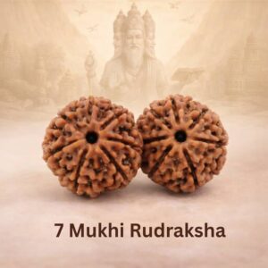 Premium Quality 5 Mukhi Nepali Rudraksha Bracelet