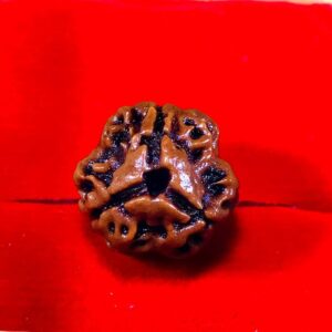 Guaranateed Original 10 mukhi Rudraksha with certificat