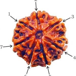 Premium Natural 7 Mukhi Nepali Rudraksha Pendant