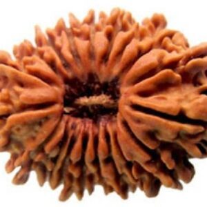 5 Mukhi Rudraksha Pendant Lab Certified Nepali Rudraksh