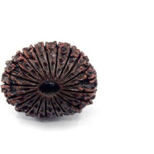Authentic 5 Mukhi Rudraksha Enhance Meditation, Health